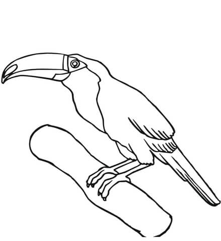 Toucan On A Branch Coloring Page